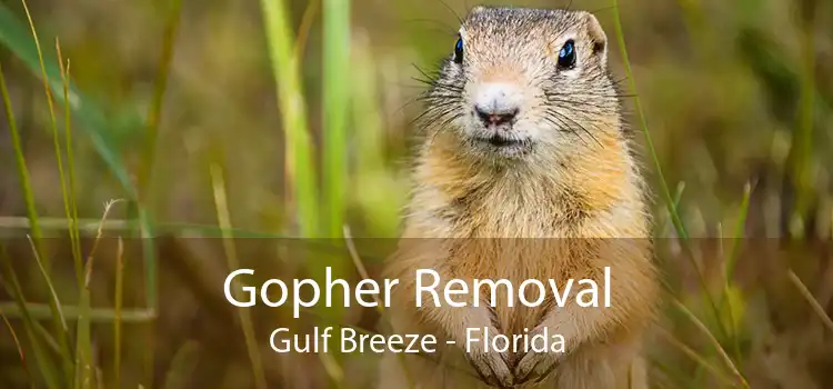 Gopher Removal Gulf Breeze - Florida