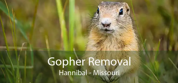 Gopher Removal Hannibal - Missouri