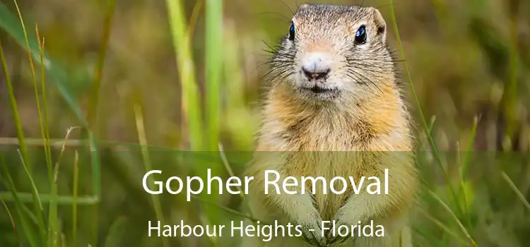 Gopher Removal Harbour Heights - Florida