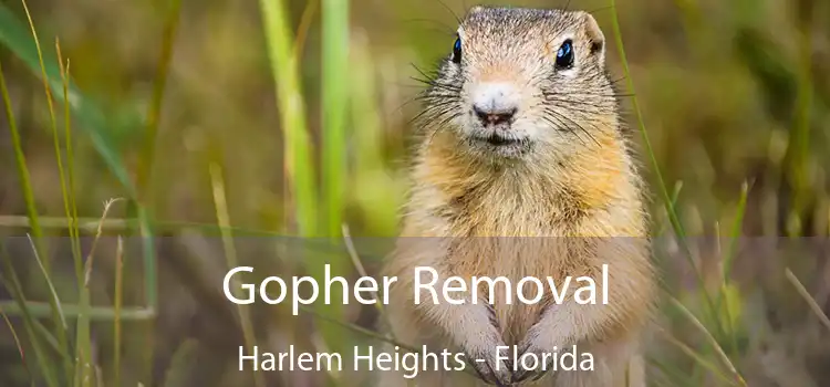 Gopher Removal Harlem Heights - Florida
