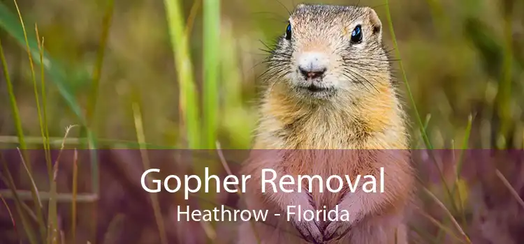 Gopher Removal Heathrow - Florida