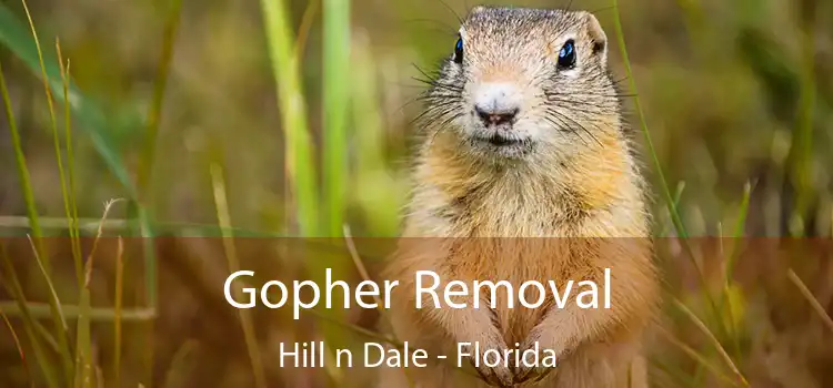 Gopher Removal Hill n Dale - Florida