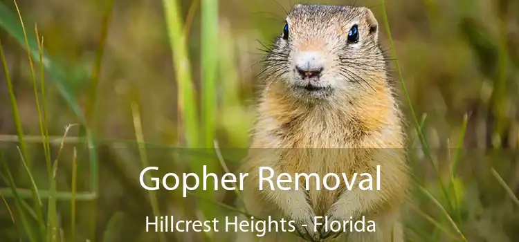 Gopher Removal Hillcrest Heights - Florida