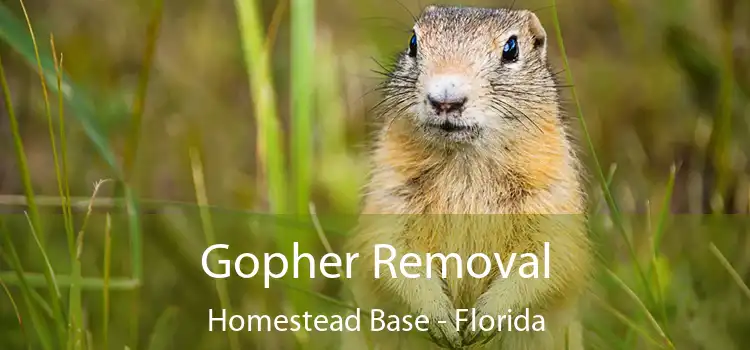 Gopher Removal Homestead Base - Florida