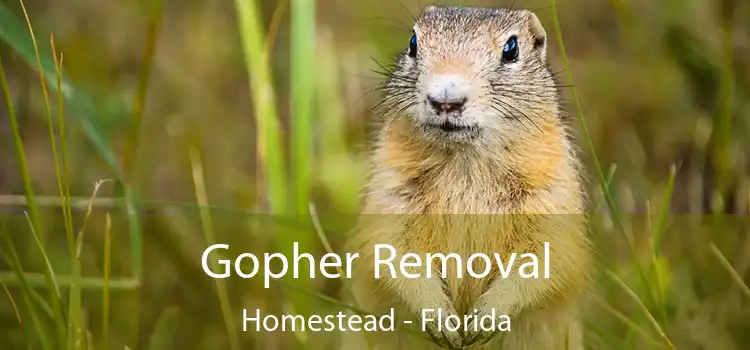 Gopher Removal Homestead - Florida