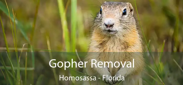 Gopher Removal Homosassa - Florida