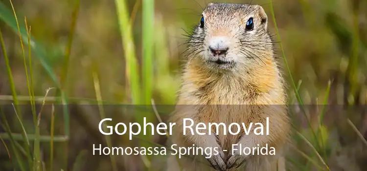 Gopher Removal Homosassa Springs - Florida