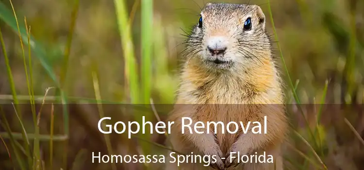 Gopher Removal Homosassa Springs - Florida