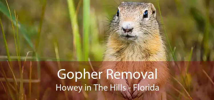 Gopher Removal Howey in The Hills - Florida
