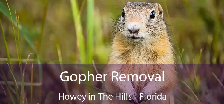 Gopher Removal Howey in The Hills - Florida