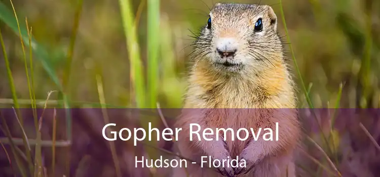 Gopher Removal Hudson - Florida