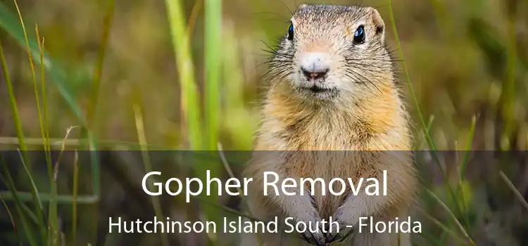 Gopher Removal Hutchinson Island South - Florida