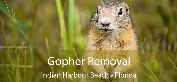 Gopher Removal Indian Harbour Beach - Florida
