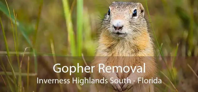 Gopher Removal Inverness Highlands South - Florida