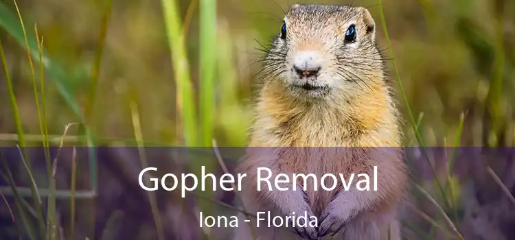 Gopher Removal Iona - Florida
