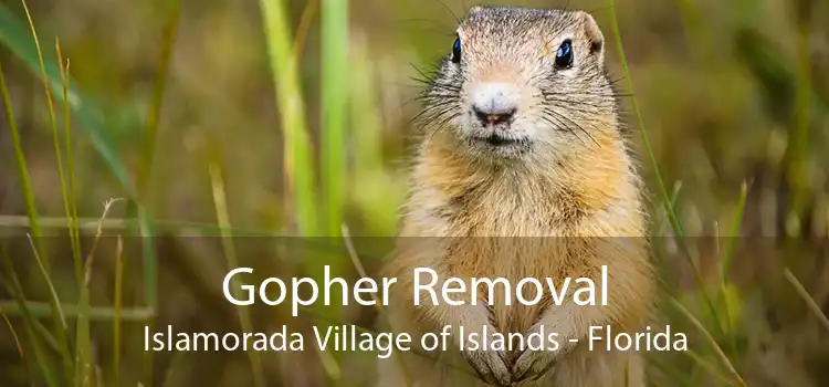 Gopher Removal Islamorada Village of Islands - Florida