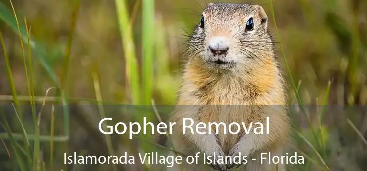 Gopher Removal Islamorada Village of Islands - Florida
