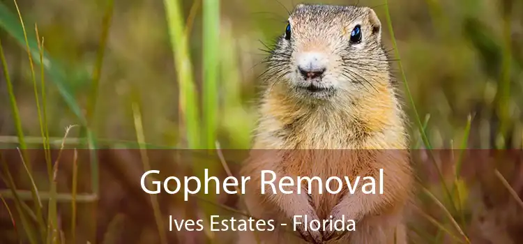 Gopher Removal Ives Estates - Florida