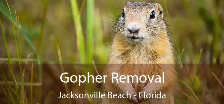 Gopher Removal Jacksonville Beach - Florida