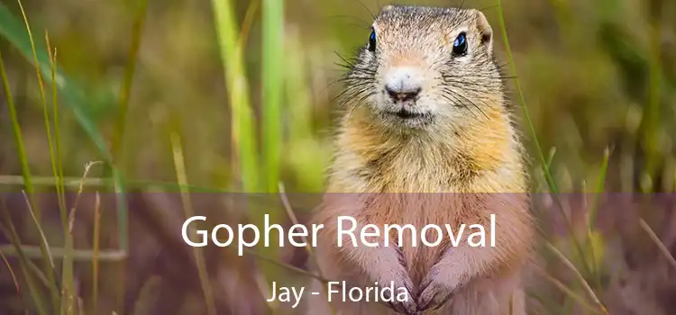 Gopher Removal Jay - Florida