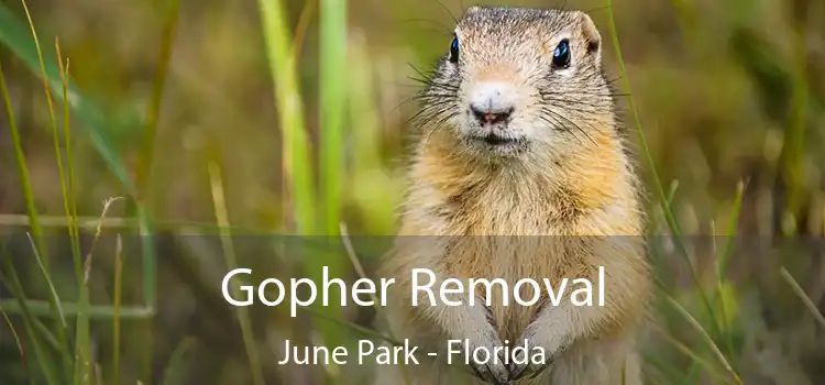 Gopher Removal June Park - Florida