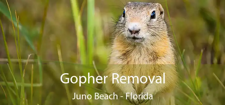 Gopher Removal Juno Beach - Florida