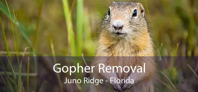 Gopher Removal Juno Ridge - Florida
