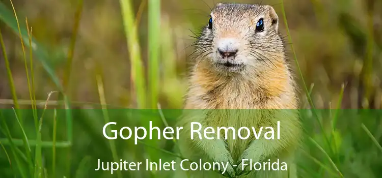 Gopher Removal Jupiter Inlet Colony - Florida