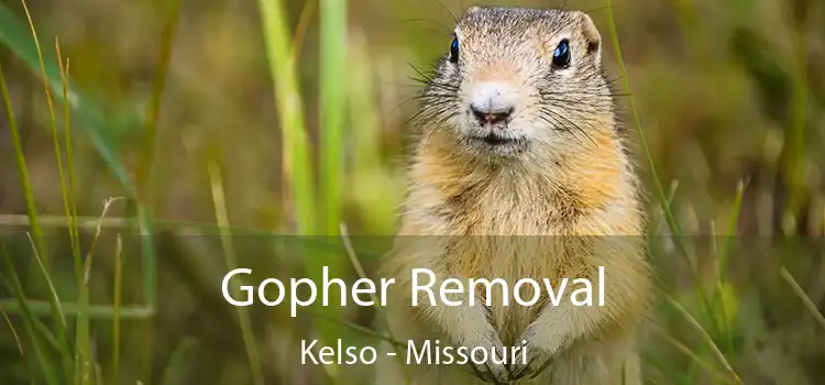 Gopher Removal Kelso - Missouri