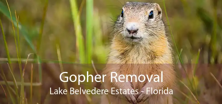Gopher Removal Lake Belvedere Estates - Florida