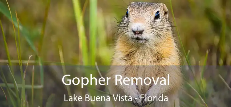 Gopher Removal Lake Buena Vista - Florida