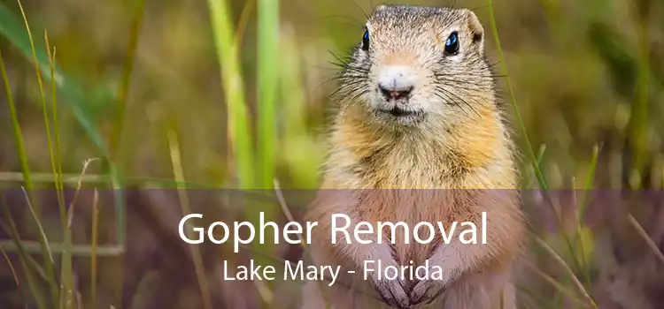 Gopher Removal Lake Mary - Florida