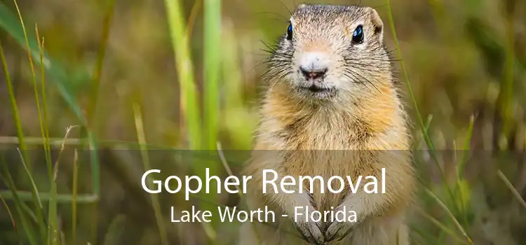 Gopher Removal Lake Worth - Florida