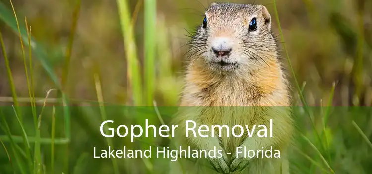Gopher Removal Lakeland Highlands - Florida
