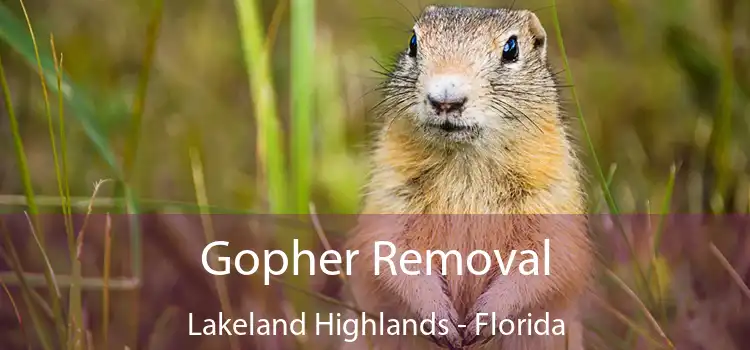 Gopher Removal Lakeland Highlands - Florida