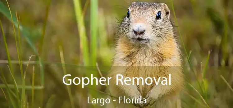 Gopher Removal Largo - Florida