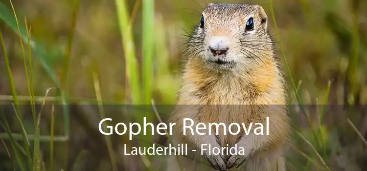 Gopher Removal Lauderhill - Florida