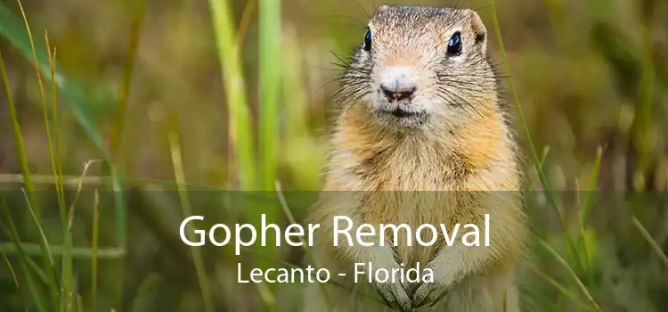 Gopher Removal Lecanto - Florida