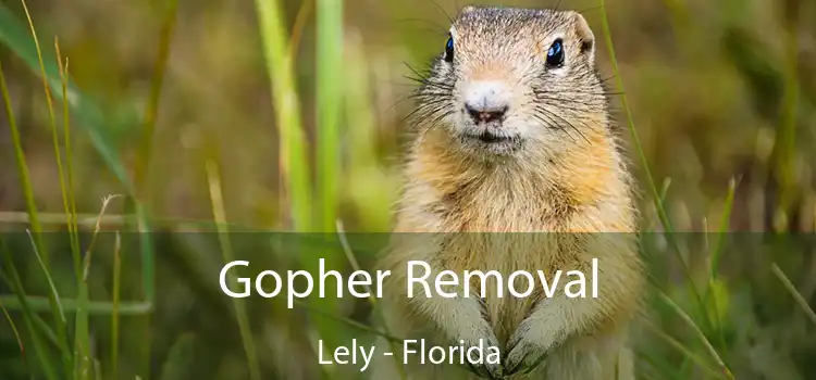 Gopher Removal Lely - Florida