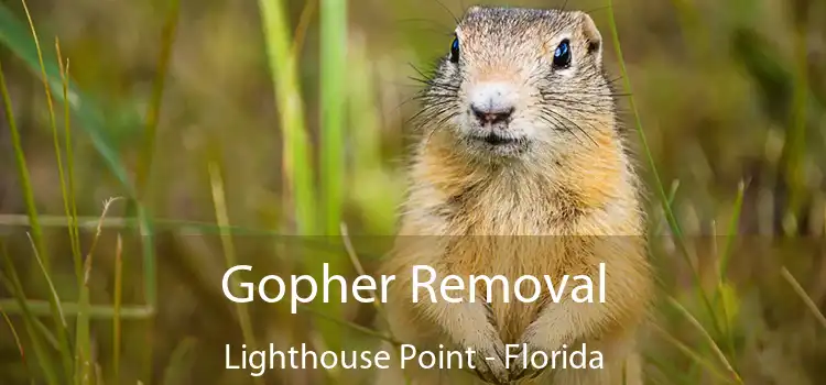 Gopher Removal Lighthouse Point - Florida