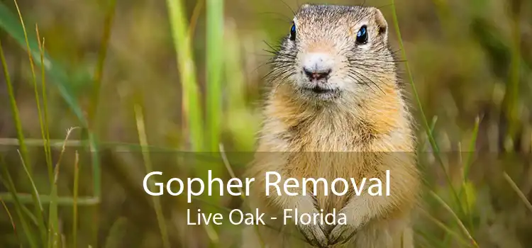 Gopher Removal Live Oak - Florida