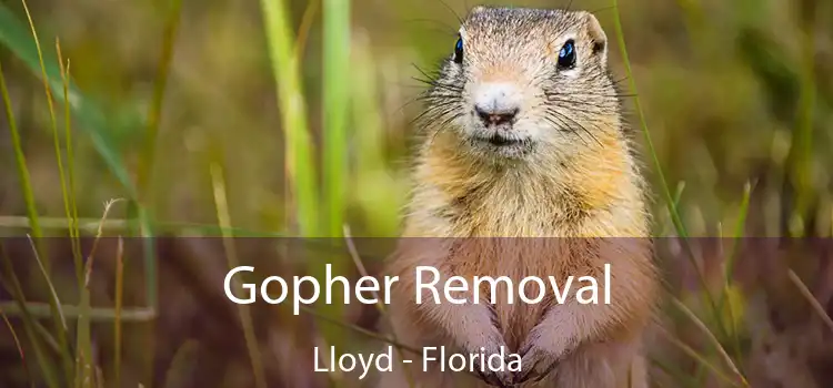 Gopher Removal Lloyd - Florida