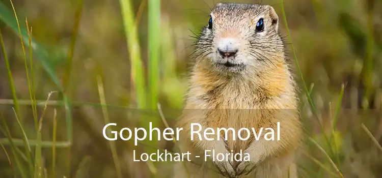 Gopher Removal Lockhart - Florida