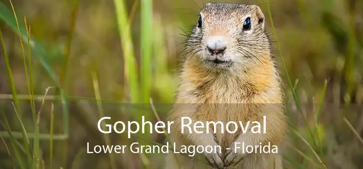 Gopher Removal Lower Grand Lagoon - Florida