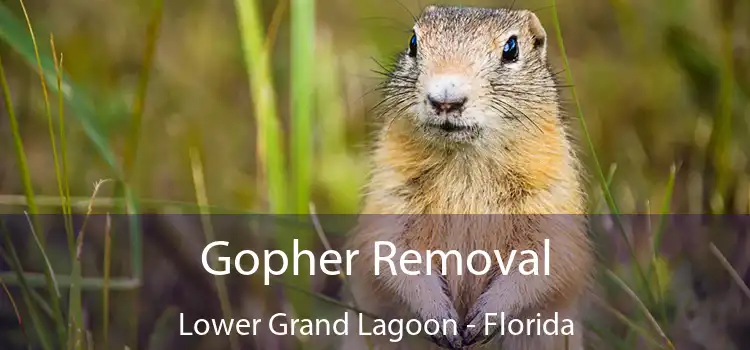 Gopher Removal Lower Grand Lagoon - Florida