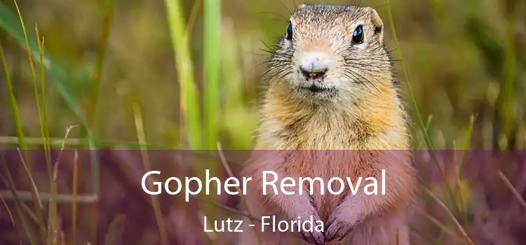 Gopher Removal Lutz - Florida