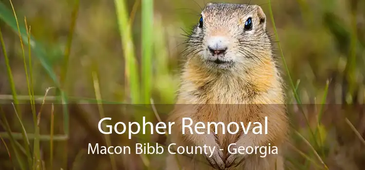 Gopher Removal Macon Bibb County - Georgia