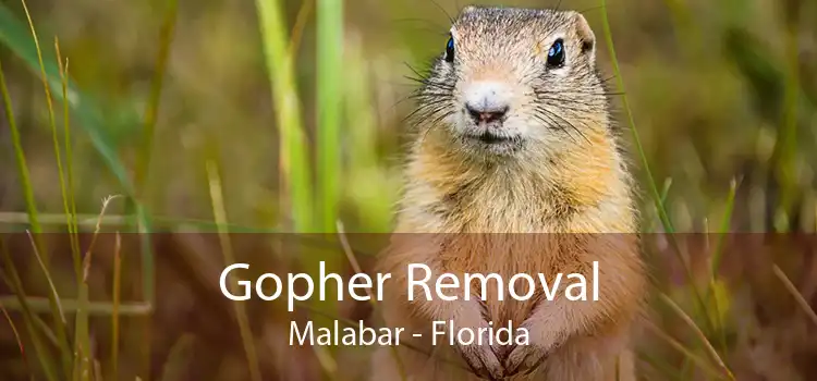 Gopher Removal Malabar - Florida