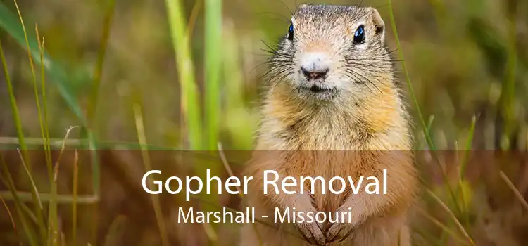 Gopher Removal Marshall - Missouri