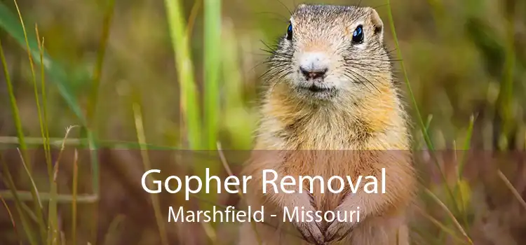Gopher Removal Marshfield - Missouri
